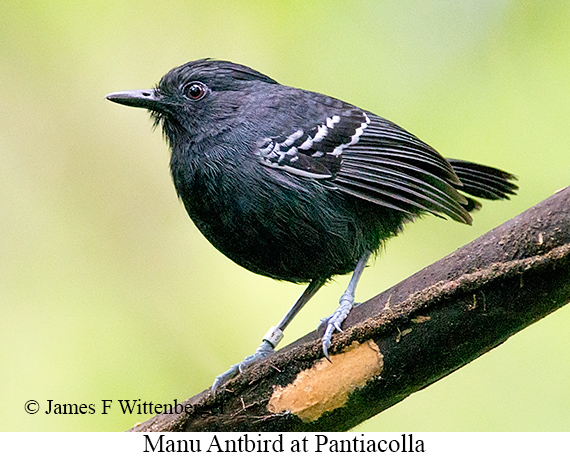 Manu Antbird - © James F Wittenberger and Exotic Birding LLC