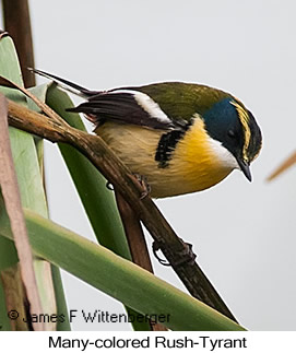 Many-colored Rush Tyrant - © James F Wittenberger and Exotic Birding LLC