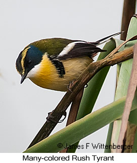 Many-colored Rush Tyrant - © James F Wittenberger and Exotic Birding LLC