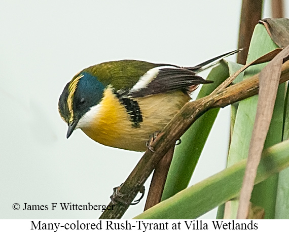 Many-colored Rush Tyrant - &copy; James F Wittenberger and Exotic Birding LLC