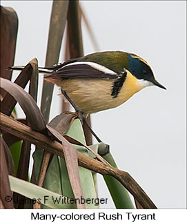 Many-colored Rush Tyrant - © James F Wittenberger and Exotic Birding LLC