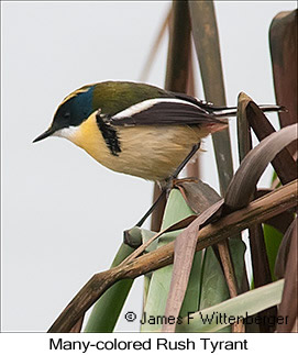 Many-colored Rush Tyrant - © James F Wittenberger and Exotic Birding LLC Many-colored Rush Tyrant - © James F Wittenberger and Exotic Birding LLC