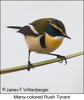 Many-colored Rush Tyrant - © James F Wittenberger and Exotic Birding LLC