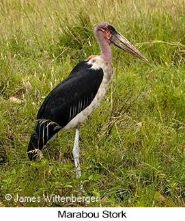 Marabou Stork - © James F Wittenberger and Exotic Birding LLC Marabou Stork - © James F Wittenberger and Exotic Birding LLC