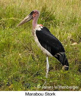 Marabou Stork - © James F Wittenberger and Exotic Birding LLC