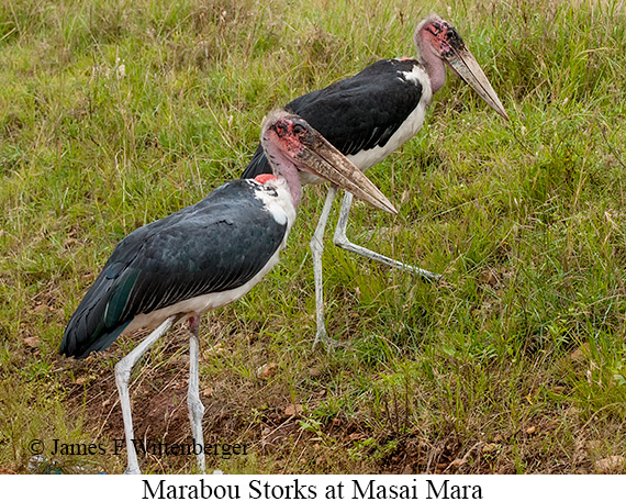 Marabou Stork - © James F Wittenberger and Exotic Birding LLC