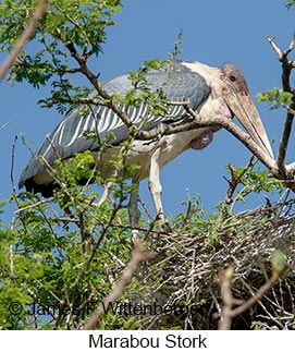 Marabou Stork - © James F Wittenberger and Exotic Birding LLC Marabou Stork - © James F Wittenberger and Exotic Birding LLC