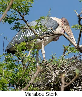 Marabou Stork - © James F Wittenberger and Exotic Birding LLC