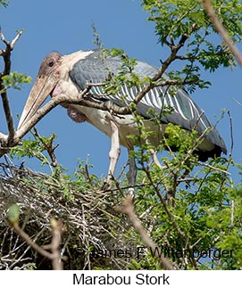 Marabou Stork - © James F Wittenberger and Exotic Birding LLC
