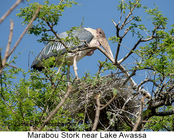 Marabou Stork - © James F Wittenberger and Exotic Birding LLC