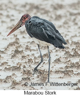 Marabou Stork - © James F Wittenberger and Exotic Birding LLC