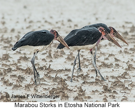 Marabou Stork - © James F Wittenberger and Exotic Birding LLC