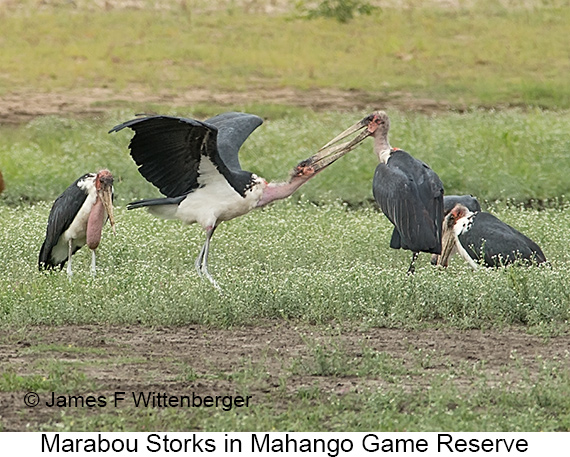 Marabou Stork - © James F Wittenberger and Exotic Birding LLC