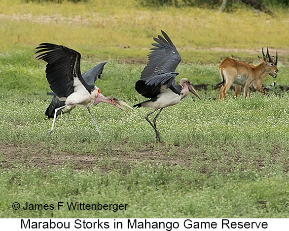 Marabou Stork - © James F Wittenberger and Exotic Birding LLC