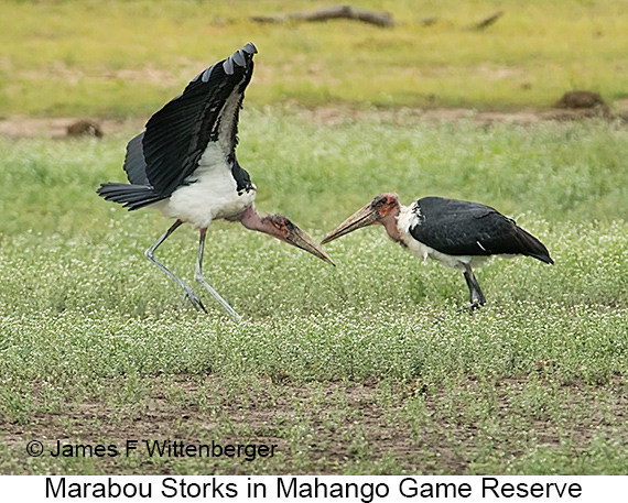 Marabou Stork - © James F Wittenberger and Exotic Birding LLC