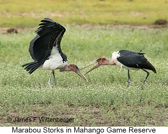 Marabou Stork - © James F Wittenberger and Exotic Birding LLC