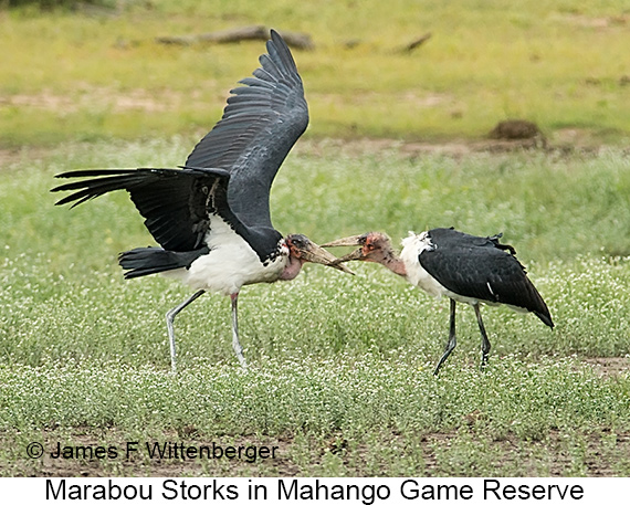 Marabou Stork - © James F Wittenberger and Exotic Birding LLC