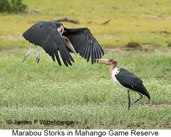 Marabou Stork - © James F Wittenberger and Exotic Birding LLC