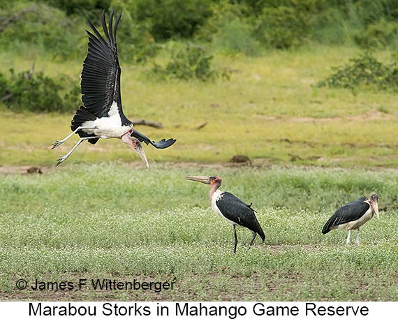 Marabou Stork - © James F Wittenberger and Exotic Birding LLC