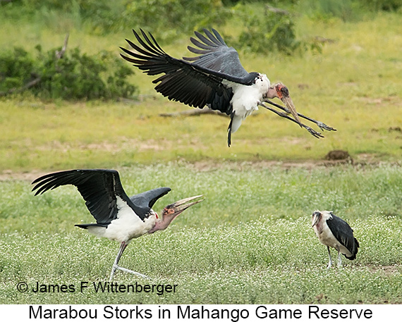 Marabou Stork - © James F Wittenberger and Exotic Birding LLC