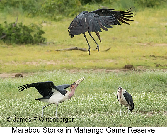 Marabou Stork - © James F Wittenberger and Exotic Birding LLC