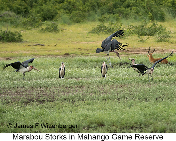 Marabou Stork - © James F Wittenberger and Exotic Birding LLC