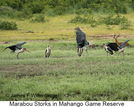 Marabou Stork - © James F Wittenberger and Exotic Birding LLC