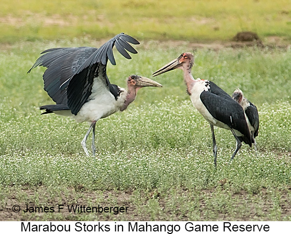 Marabou Stork - © James F Wittenberger and Exotic Birding LLC