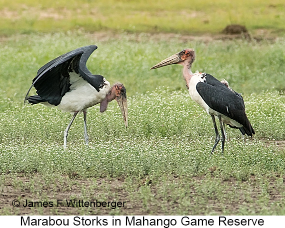 Marabou Stork - © James F Wittenberger and Exotic Birding LLC