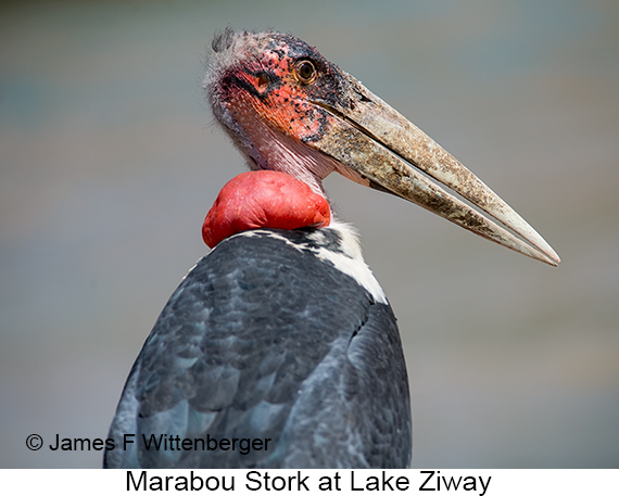 Marabou Stork - © James F Wittenberger and Exotic Birding LLC