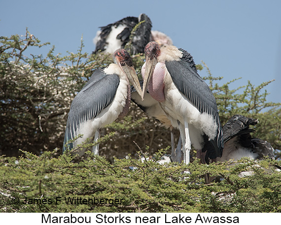 Marabou Stork - © James F Wittenberger and Exotic Birding LLC