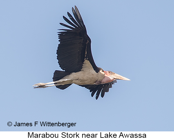 Marabou Stork - © The Photographer and Exotic Birding LLC