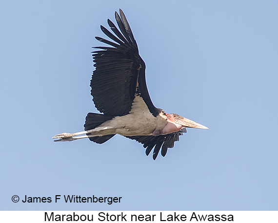 Marabou Stork - © James F Wittenberger and Exotic Birding LLC