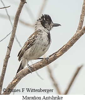 Mara�on Antshrike - &copy; James F Wittenberger and Exotic Birding LLC