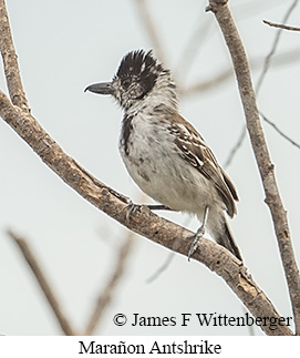 Mara�on Antshrike - &copy; James F Wittenberger and Exotic Birding LLC