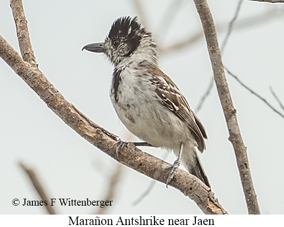 Mara�on Antshrike - &copy; James F Wittenberger and Exotic Birding LLC