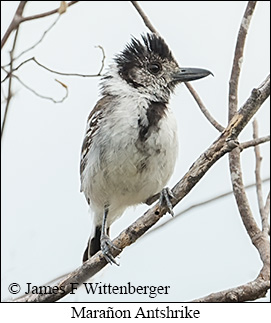 Mara�on Antshrike - &copy; James F Wittenberger and Exotic Birding LLC