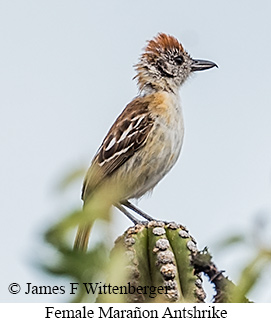 Female Mara�on Antshrike - &copy; James F Wittenberger and Exotic Birding LLC