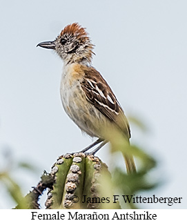 Female Mara�on Antshrike - &copy; James F Wittenberger and Exotic Birding LLC