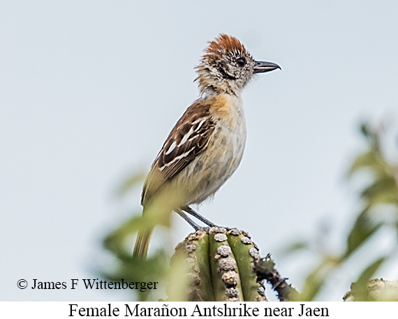 Female Mara�on Antshrike - &copy; James F Wittenberger and Exotic Birding LLC