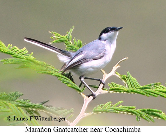 Mara�on Gnatcatcher - &copy; James F Wittenberger and Exotic Birding LLC