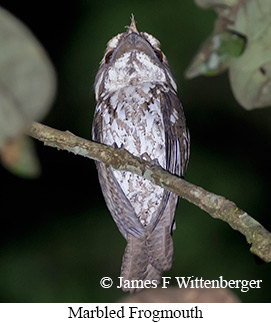 Marbled Frogmouth - © James F Wittenberger and Exotic Birding LLC