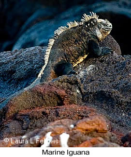 Marine Iguana - © Laura L Fellows and Exotic Birding LLC