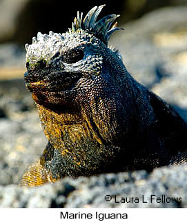 Marine Iguana - © Laura L Fellows and Exotic Birding LLC