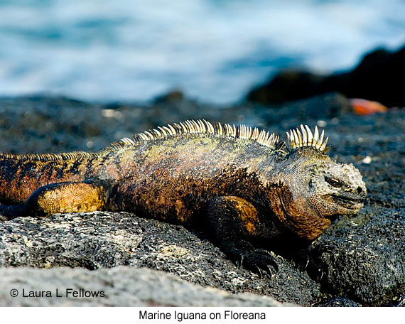 Marine Iguana - © Laura L Fellows and Exotic Birding Tours