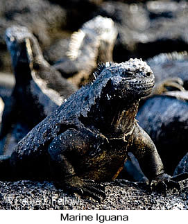 Marine Iguana - © Laura L Fellows and Exotic Birding LLC