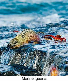 Marine Iguana - © Laura L Fellows and Exotic Birding LLC