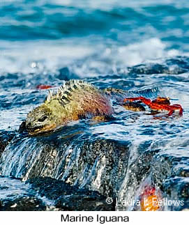 Marine Iguana - © Laura L Fellows and Exotic Birding LLC Marine Iguana - © Laura L Fellows and Exotic Birding LLC