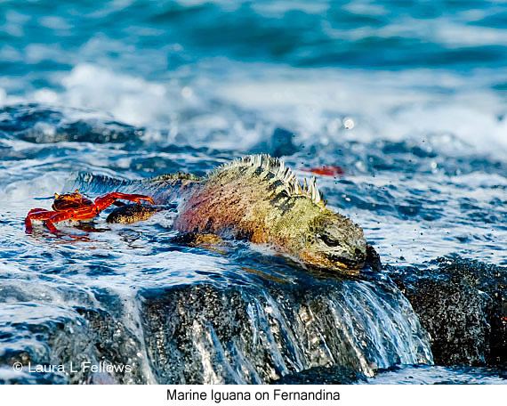 Marine Iguana - © Laura L Fellows and Exotic Birding LLC