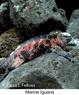 Marine Iguana - © Laura L Fellows and Exotic Birding LLC